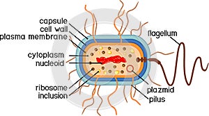 Bacterial cell structure. Prokaryotic cell with nucleoid